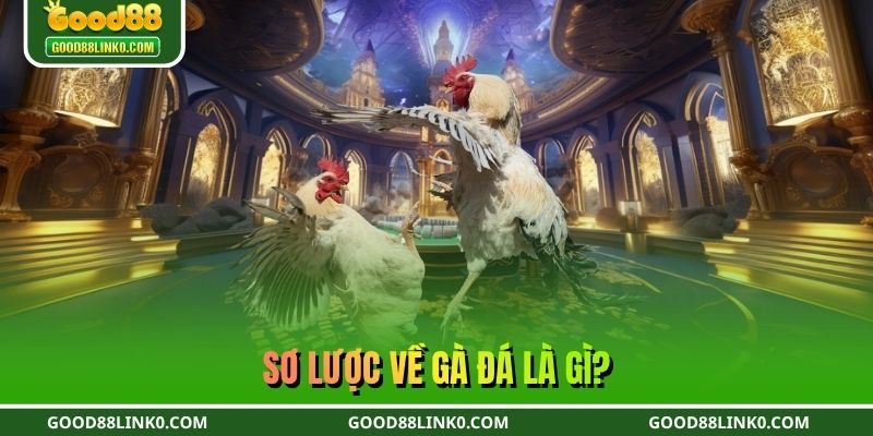 Sơ lược về gà đá là gì?